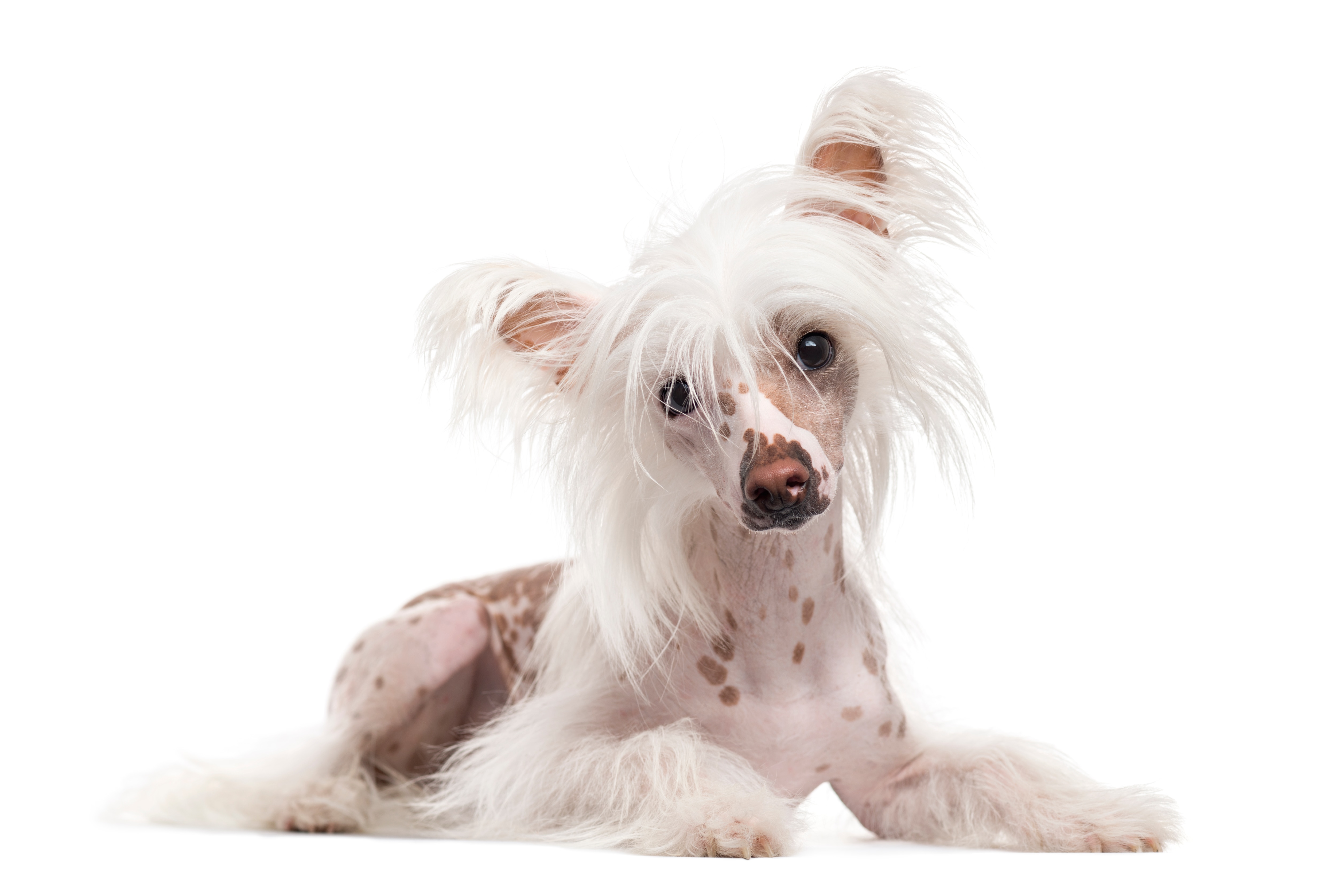 Chinese crested puppies fashion available